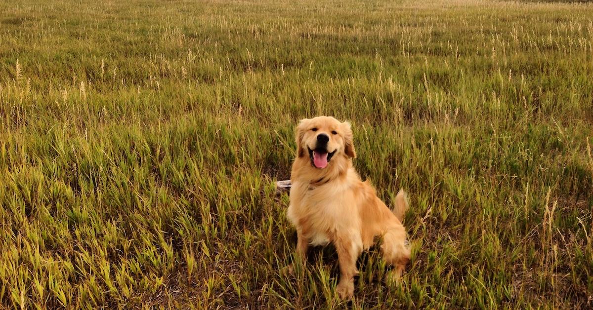 South Dakota’s Best Dog-Friendly Airbnbs