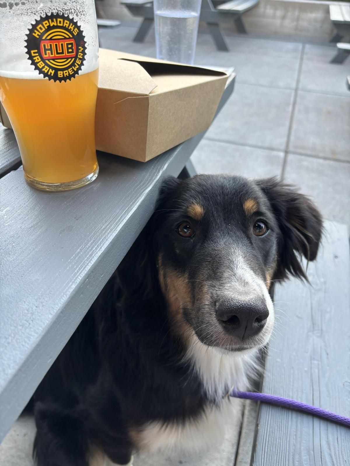 Hopworks Urban Brewery restaurant view 1