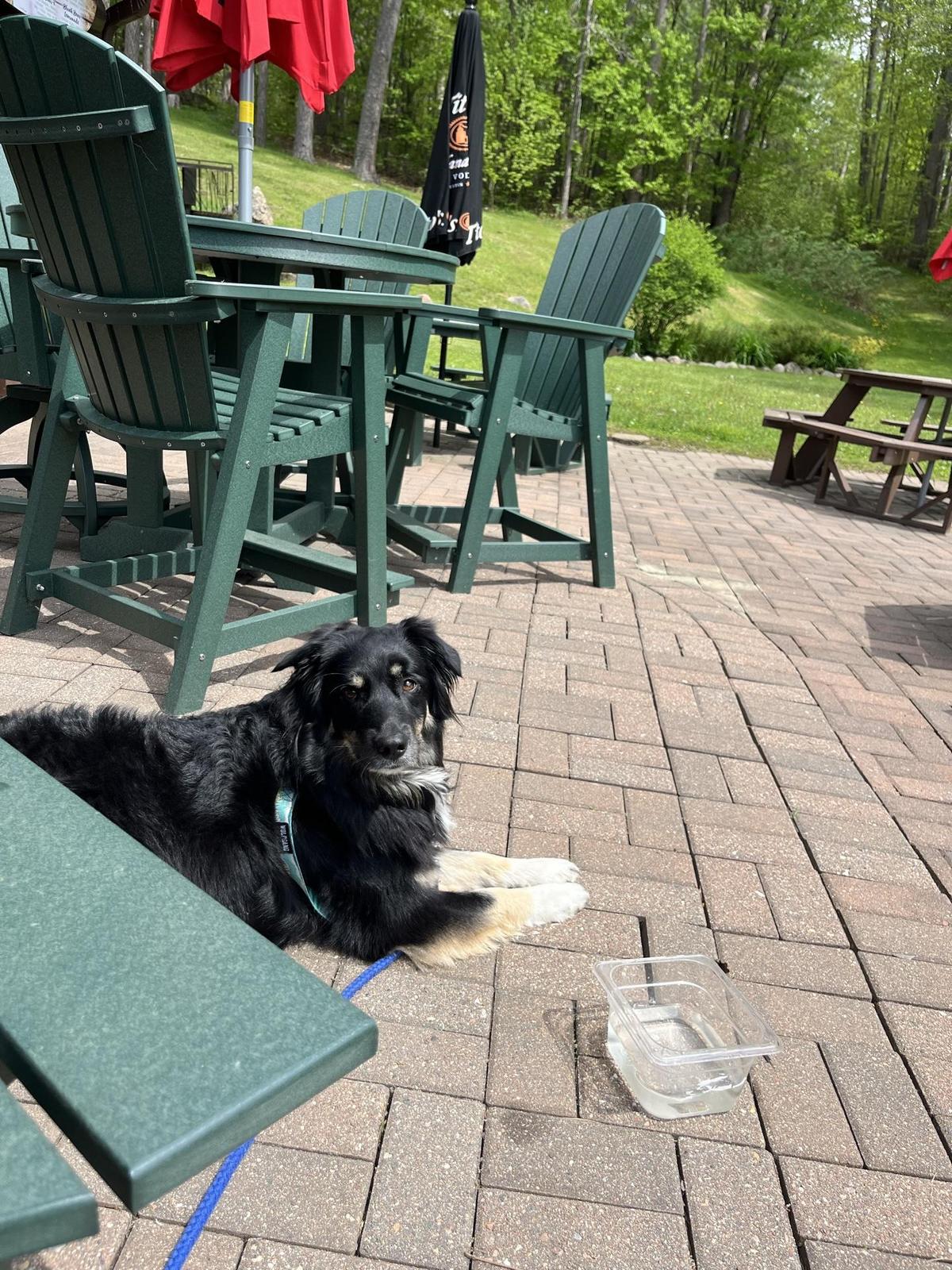 Black Bear Bar restaurant view 1