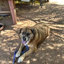 Onery Hog BBQ, LLC restaurant view 1