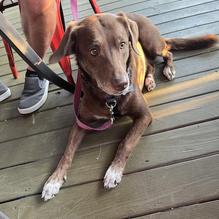 El Maguey Mexican Restaurant restaurant view 1