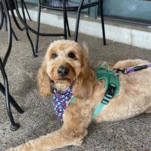 Boathouse at Forest Park restaurant view 1