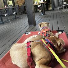 Dine n Dash Pub & Grill restaurant view 3