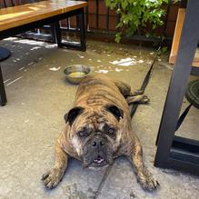 Global Brew O'Fallon restaurant view 1