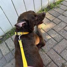 The Pink Dinghy restaurant view 4