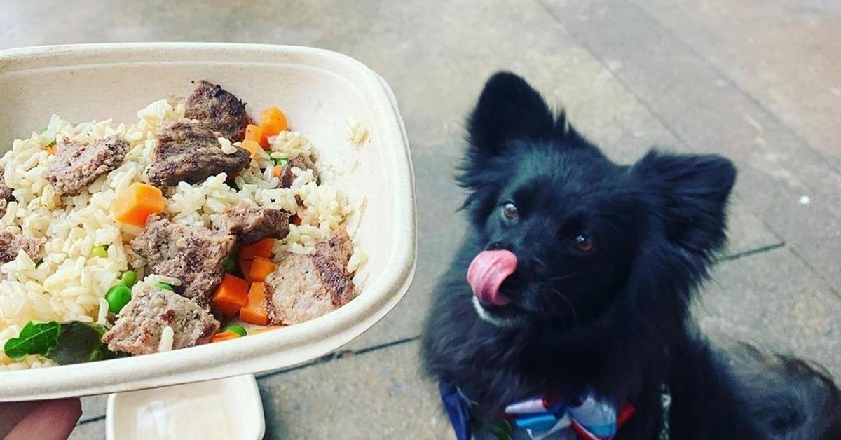 Free Dog Meal at Lazy Dog Restaurants