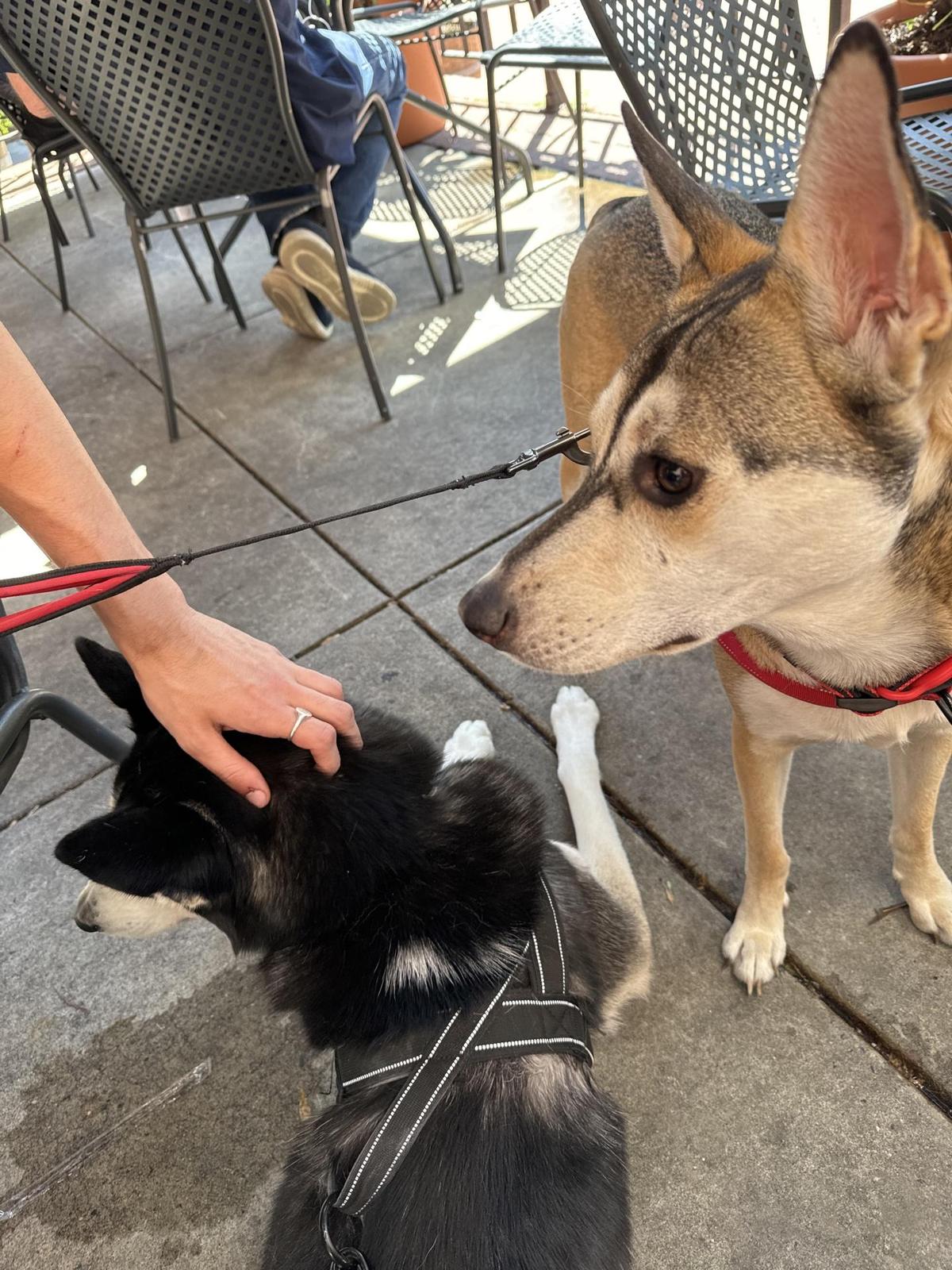 Brewer’s Alley Restaurant & Brewery restaurant view 1