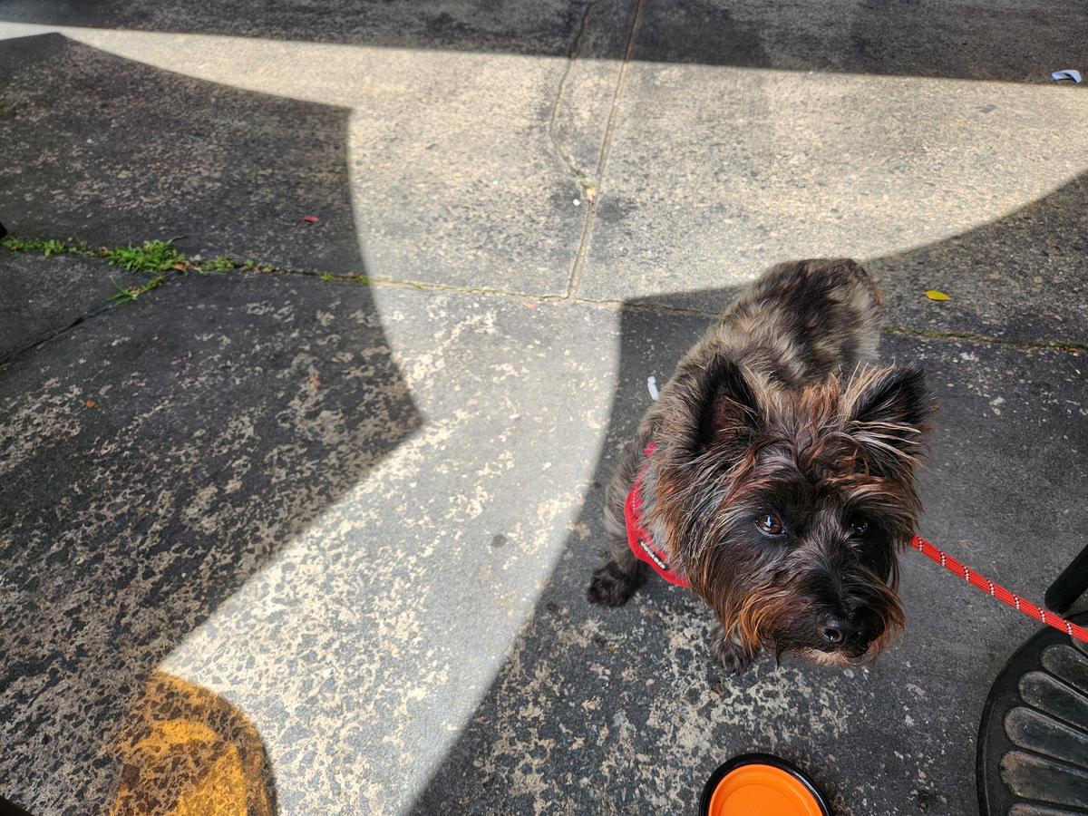 County Grill & Smokehouse restaurant view 1