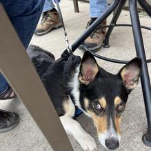 Fireside Grill & Sports Bar restaurant view 1