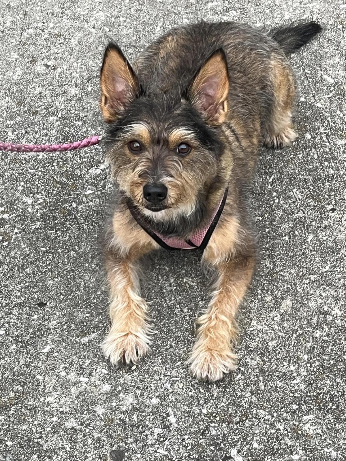 Moe's Original BBQ restaurant view 1