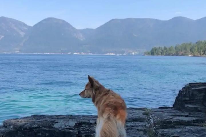 Montana's Best Dog-Friendly Airbnbs