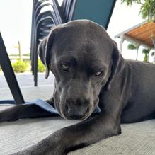 Hungry Buffalo restaurant view 1