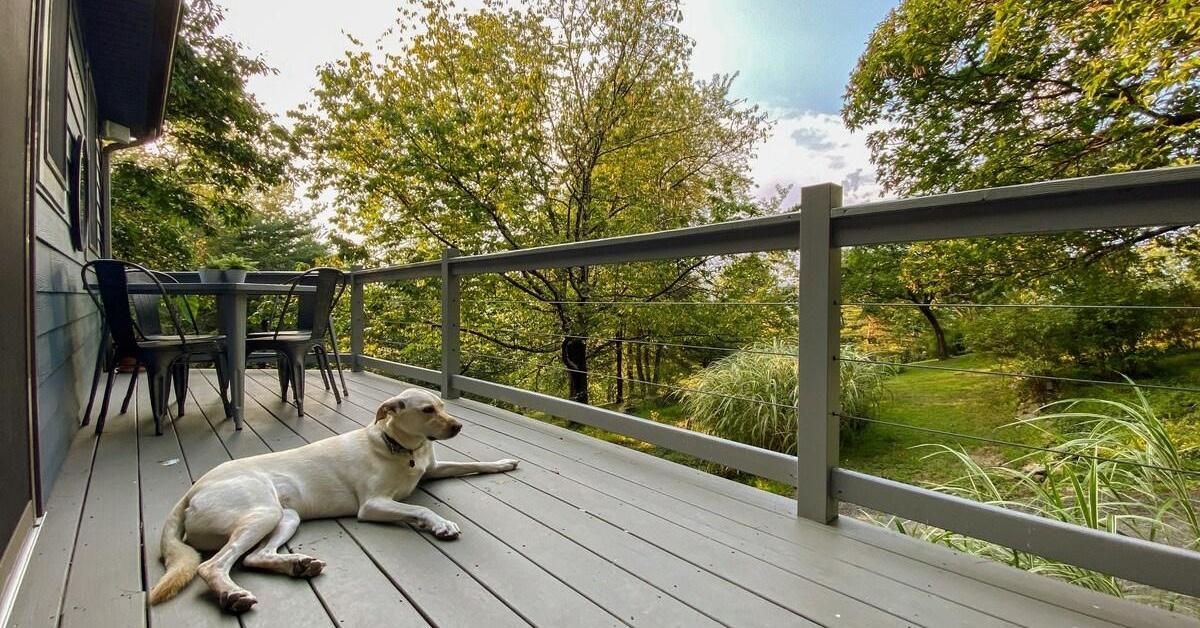 West Virginia’s Best Dog-Friendly Airbnbs