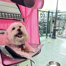 Mr. Gilberti's Place Chicago Pizza restaurant view 1