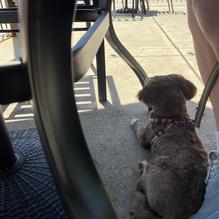 Local Eatery & Pub restaurant view 2