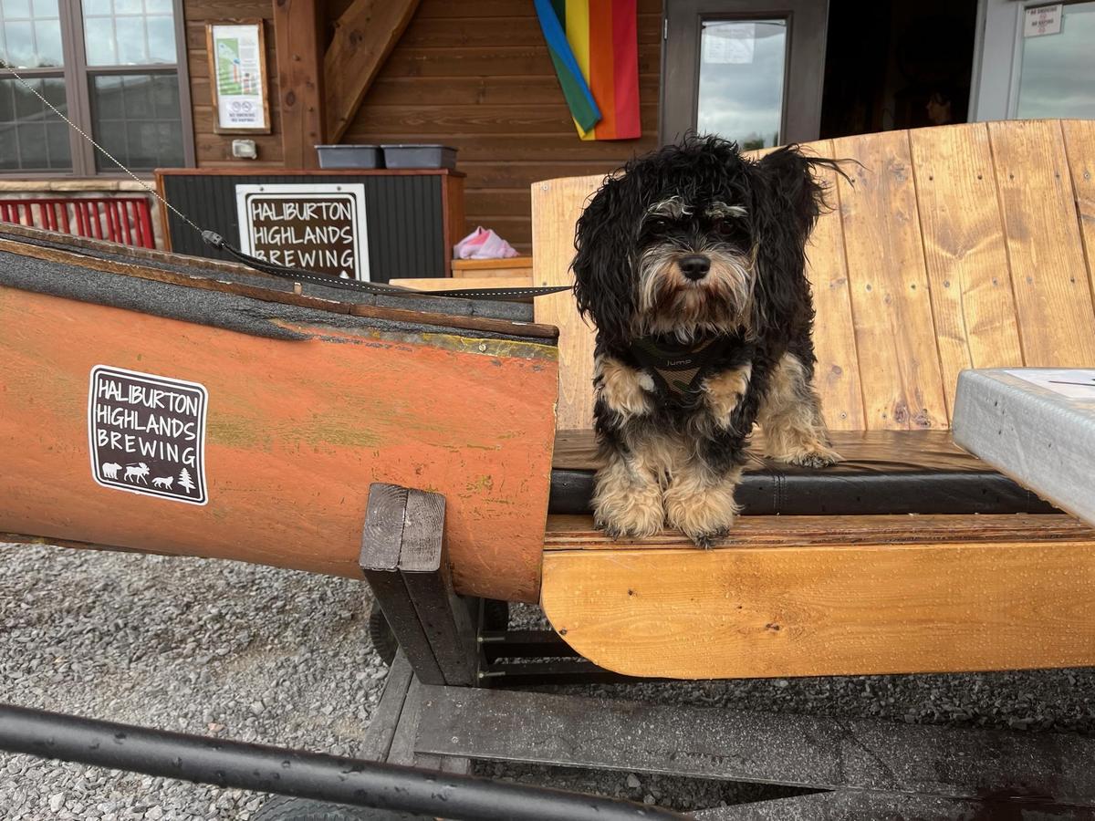 Haliburton Highlands Brewing restaurant view 1