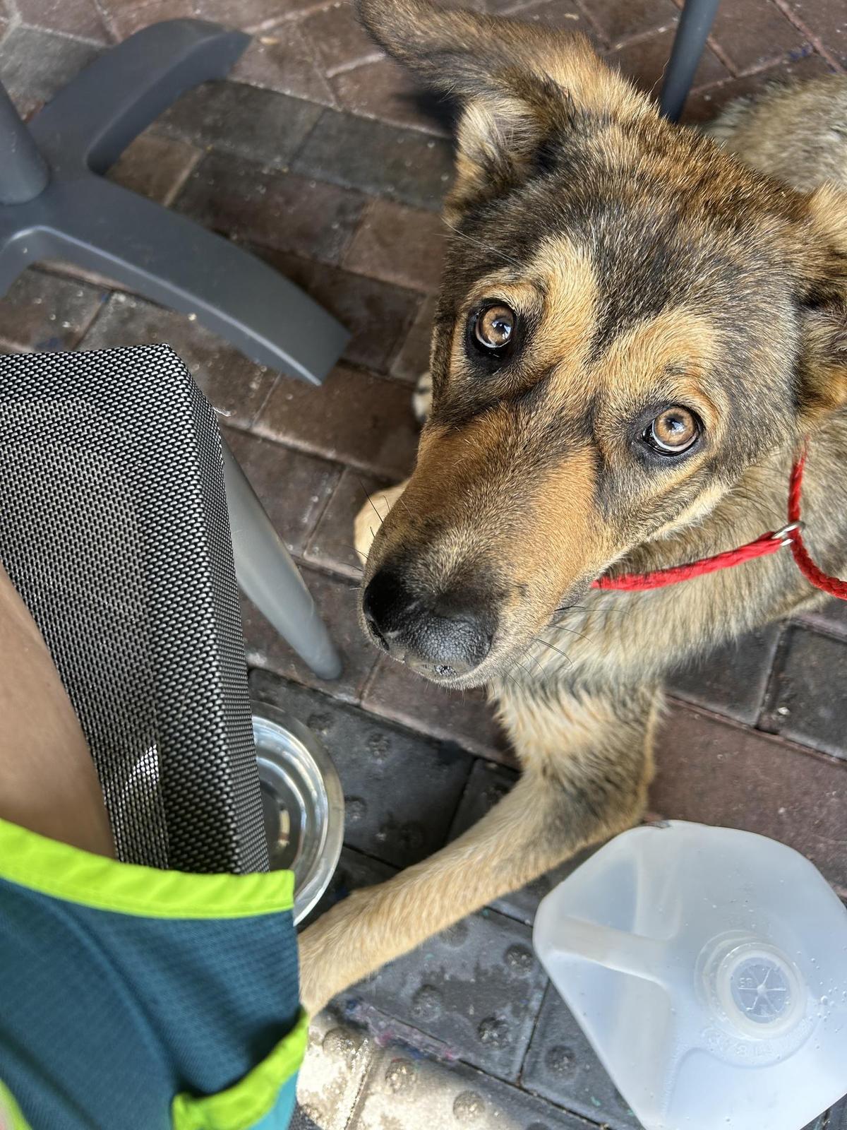 First Watch restaurant view 1