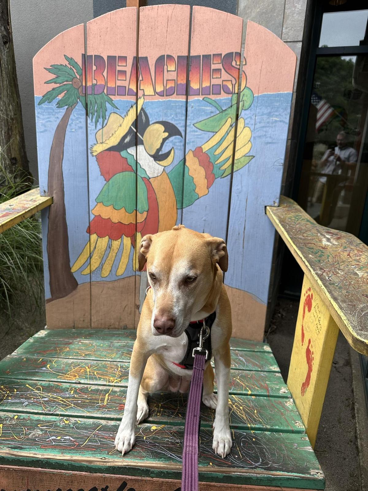 Beaches Restaurant & Bar restaurant view 1