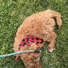 Brazen Brewing restaurant view 1