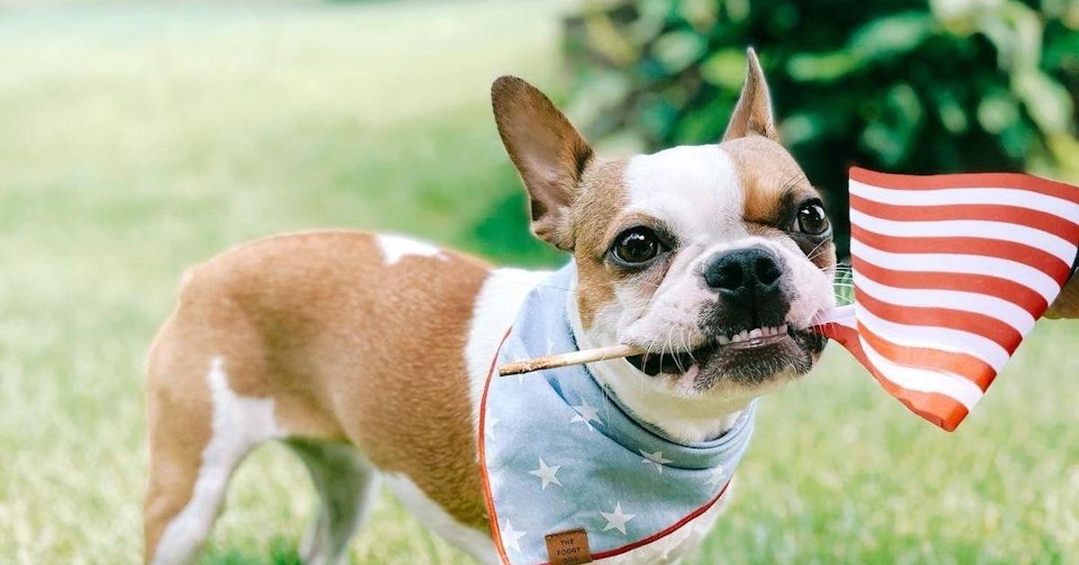 BringFido's 4th of July Pet Safety Tips