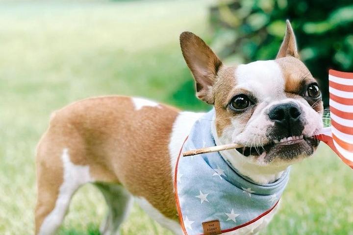 A Boston Terrier holds an American flag in her mouth.