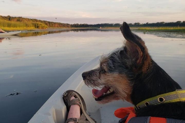 A dog rides in a kayak while staying in a pet-friendly Airbnb in Illinois