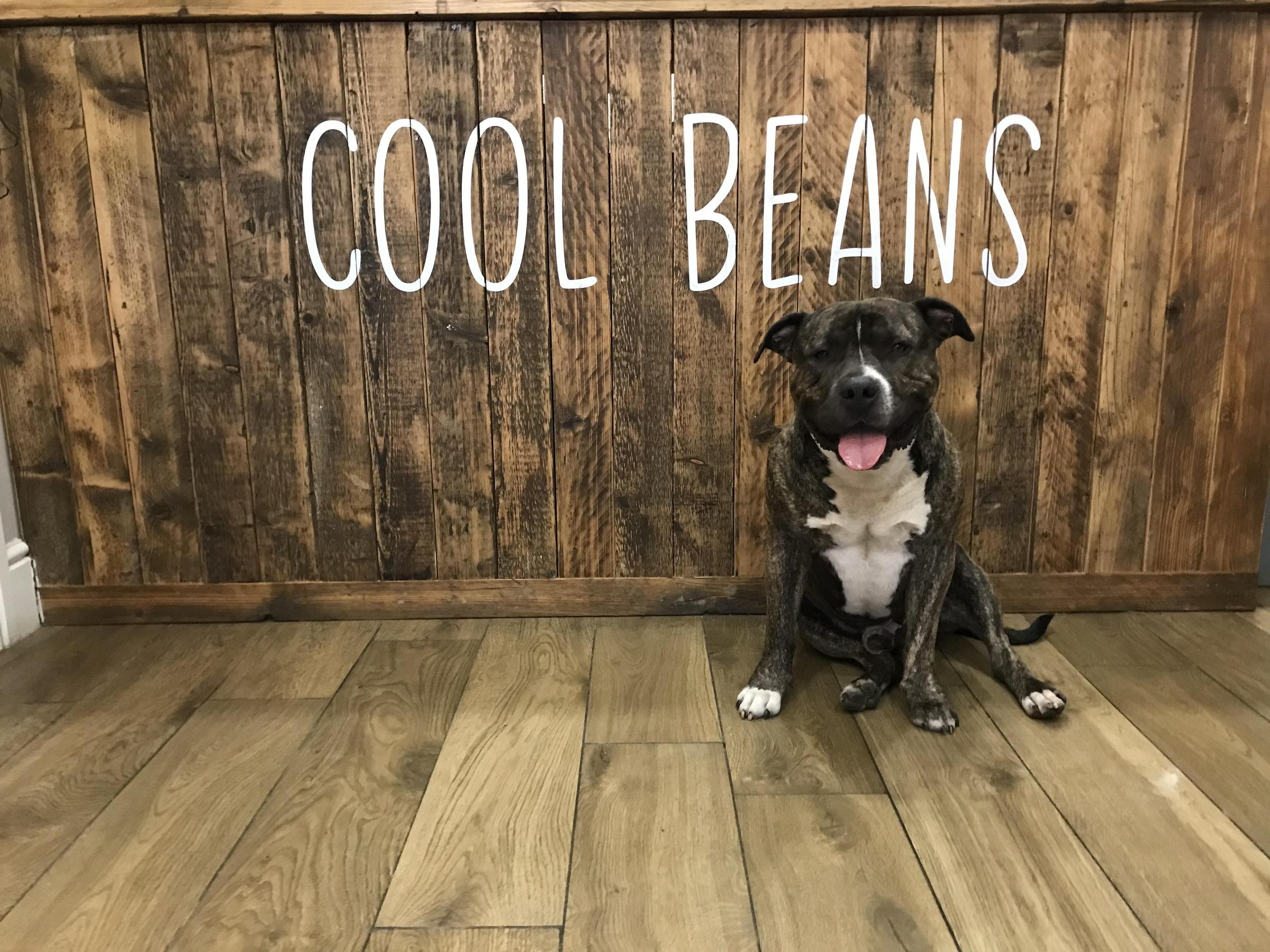 Pet Friendly Cool Beans