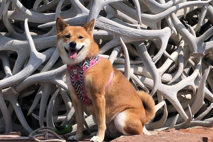 A Shiba Inu dog sits in front of the antlers at Jackson Town Square