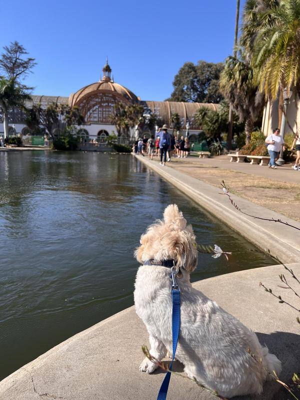 Is Balboa Park Dog Friendly: Ultimate Guide for Pet Owners