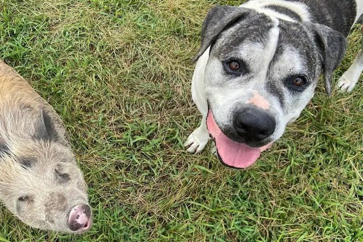 Delaware's Best Dog-Friendly Airbnbs