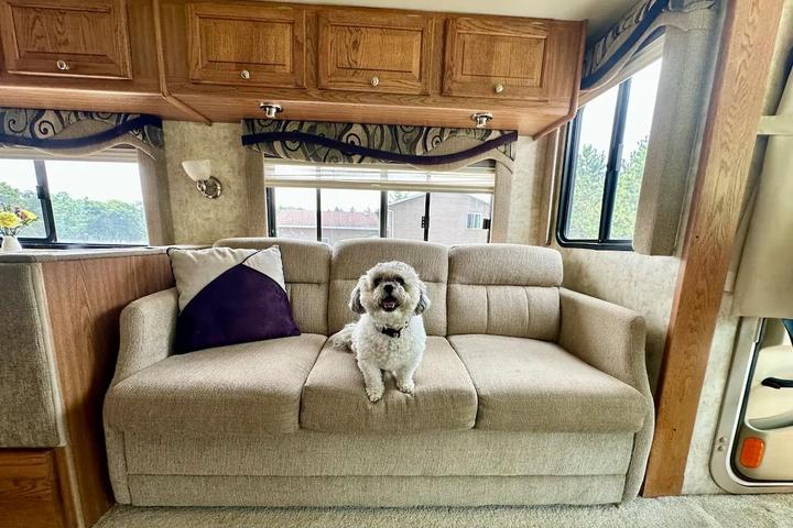 A dog enjoys a comfy couch in a dog-friendly Airbnb camper