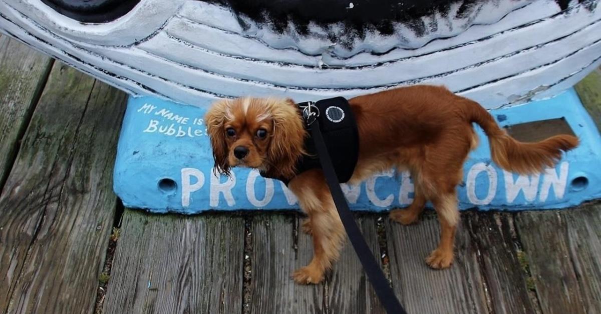A Weekend in Dog-Friendly Provincetown