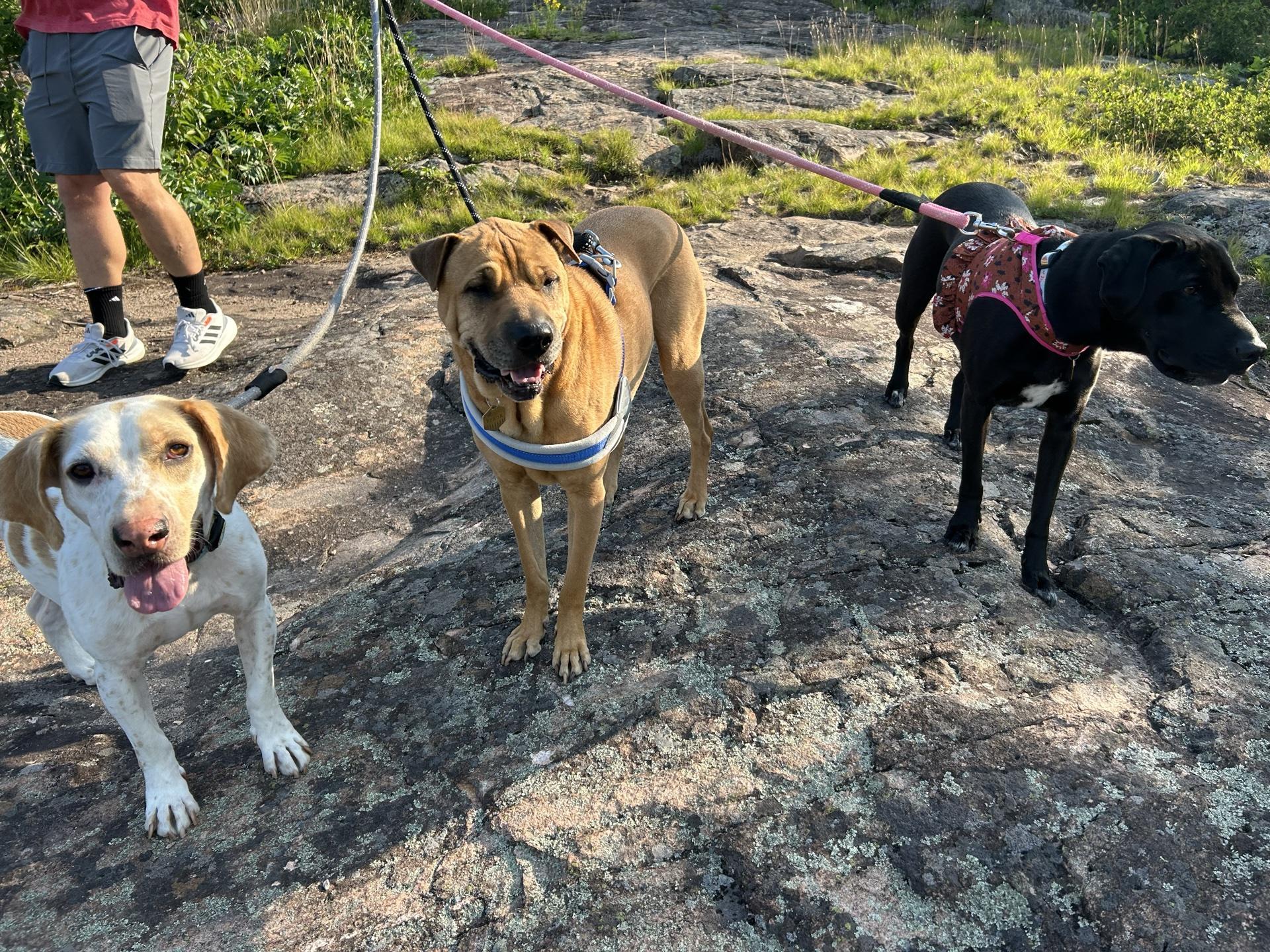 se permiten perros en sugarloaf marquette mi