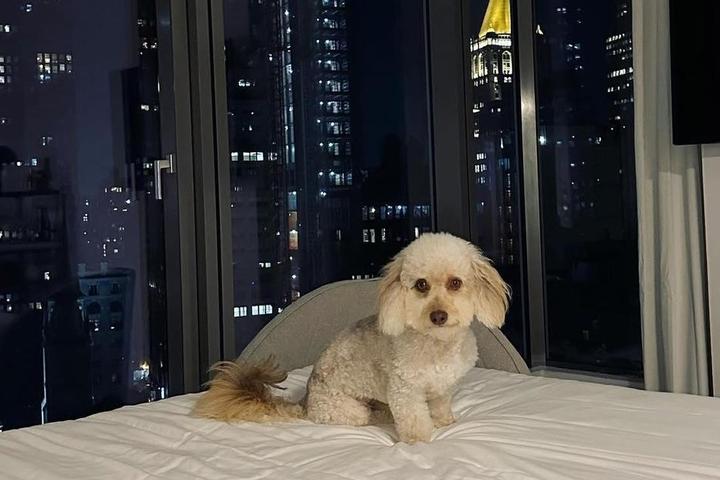 Dog-Friendly Hotels With Incredible Views