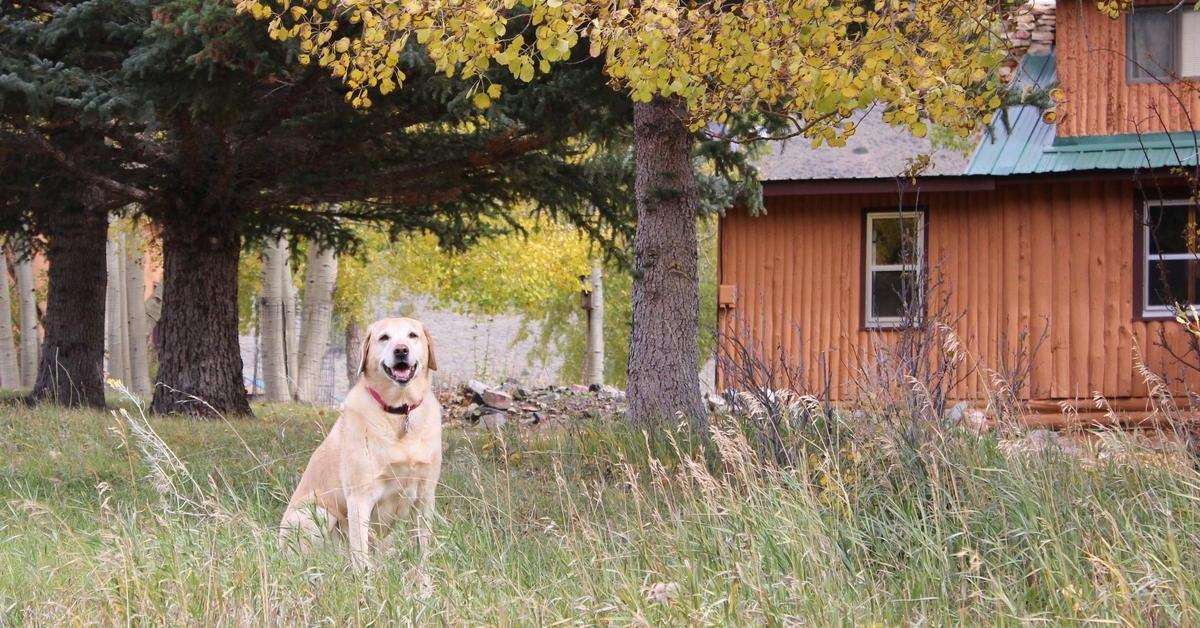 Wyoming’s Best Dog-Friendly Airbnbs