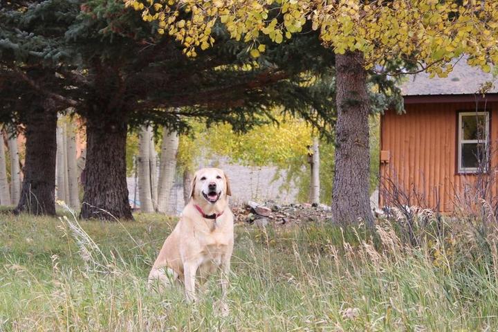 Wyoming's Best Dog-Friendly Airbnbs