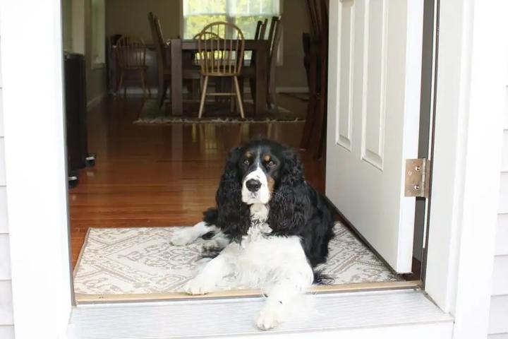 A dog sits in the door way of Rhode Island's Best Dog-Friendly Airbnb Treehouse