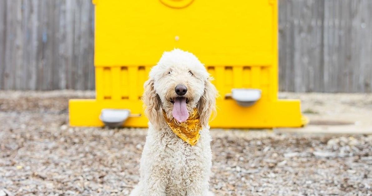 New Dog Parks and Pet-Friendly Attractions: August 2024