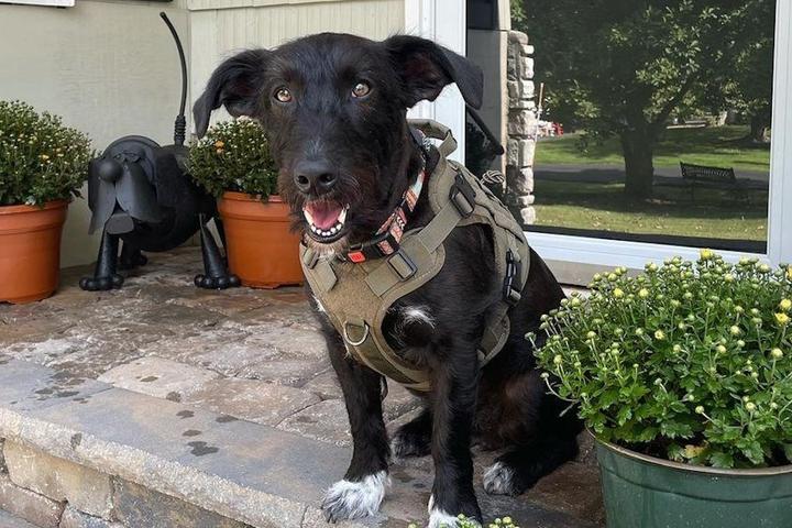 A dog sits on the porch of a home in New Jersey
