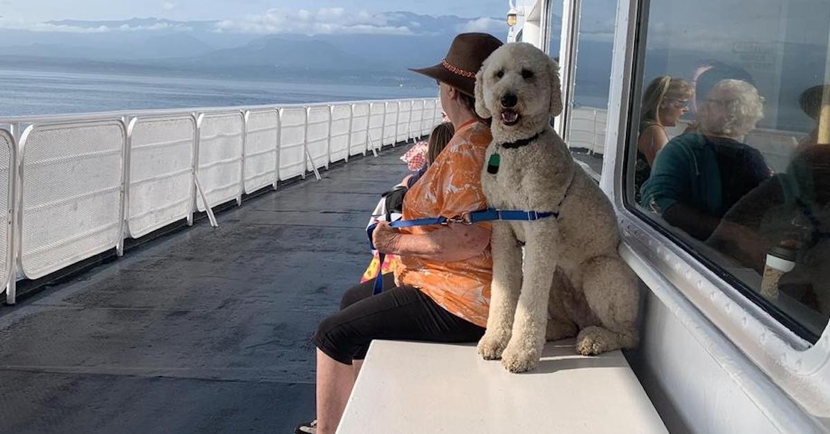 Ferry Adventures That Welcome Furry Friends