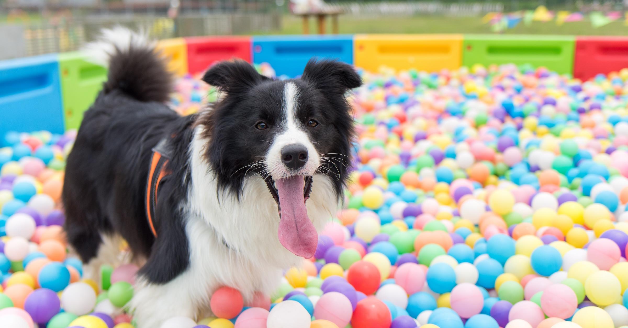 Events To Celebrate Fido On National Dog Day