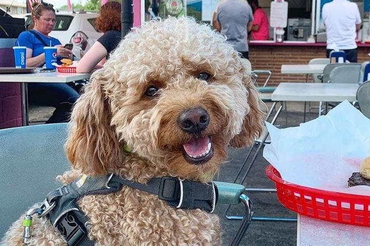 Rocco the Doodle waits to eat his burger in Boise.