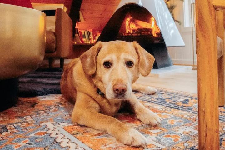 Washington's Best Dog-Friendly Airbnbs