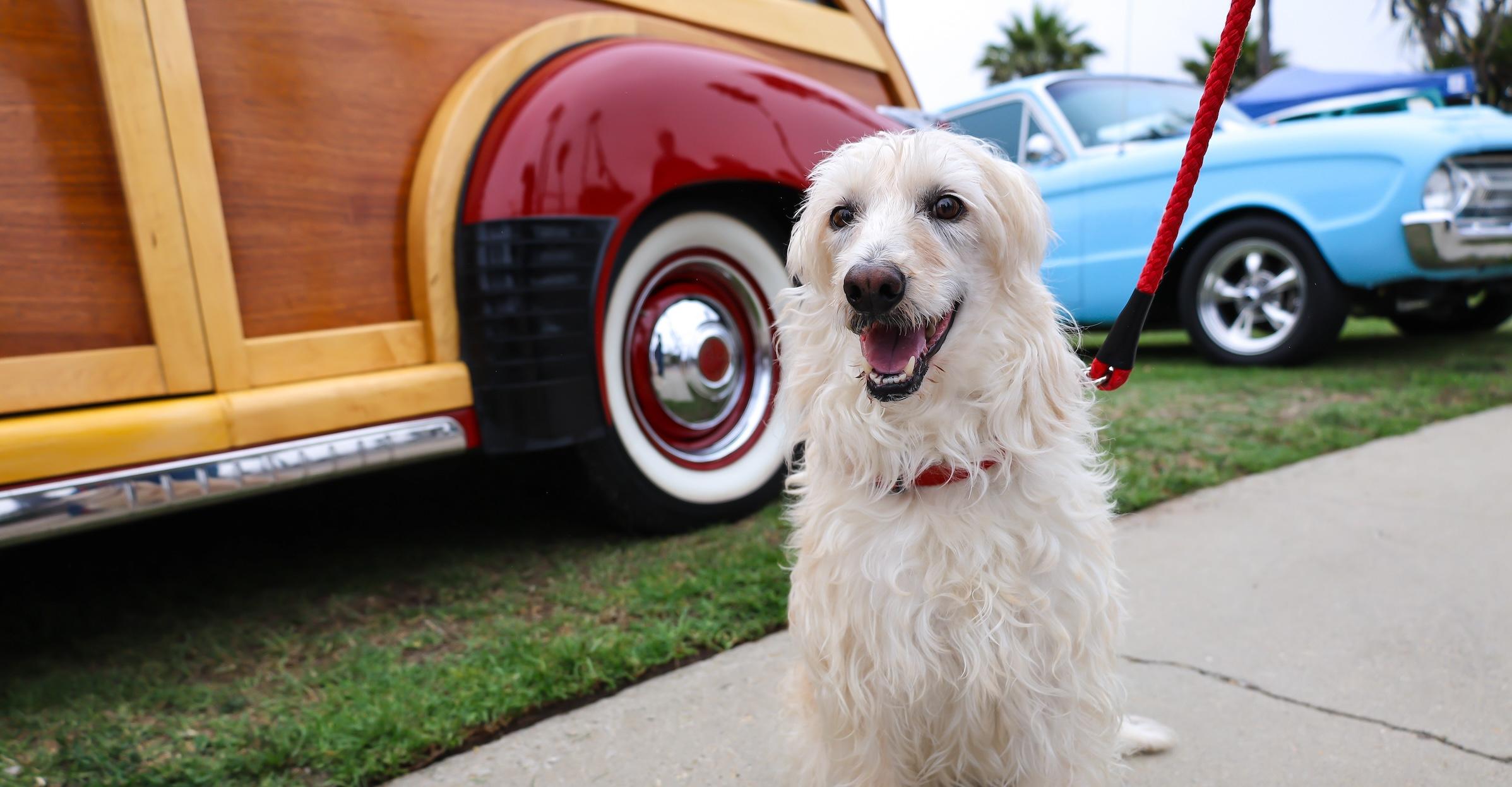 September's Best Dog-Friendly Events