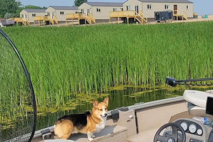 A Corgi on the dock of an Airbnb in North Dakota.