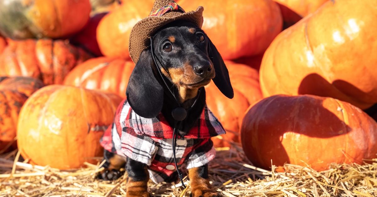 Can't-Miss Dog-Friendly Fall Festivals