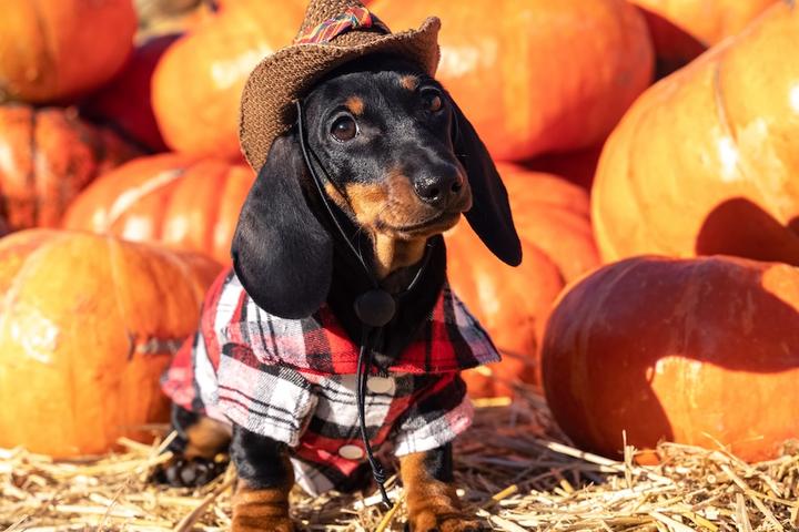 A Dachshund in a pumpkin patch.