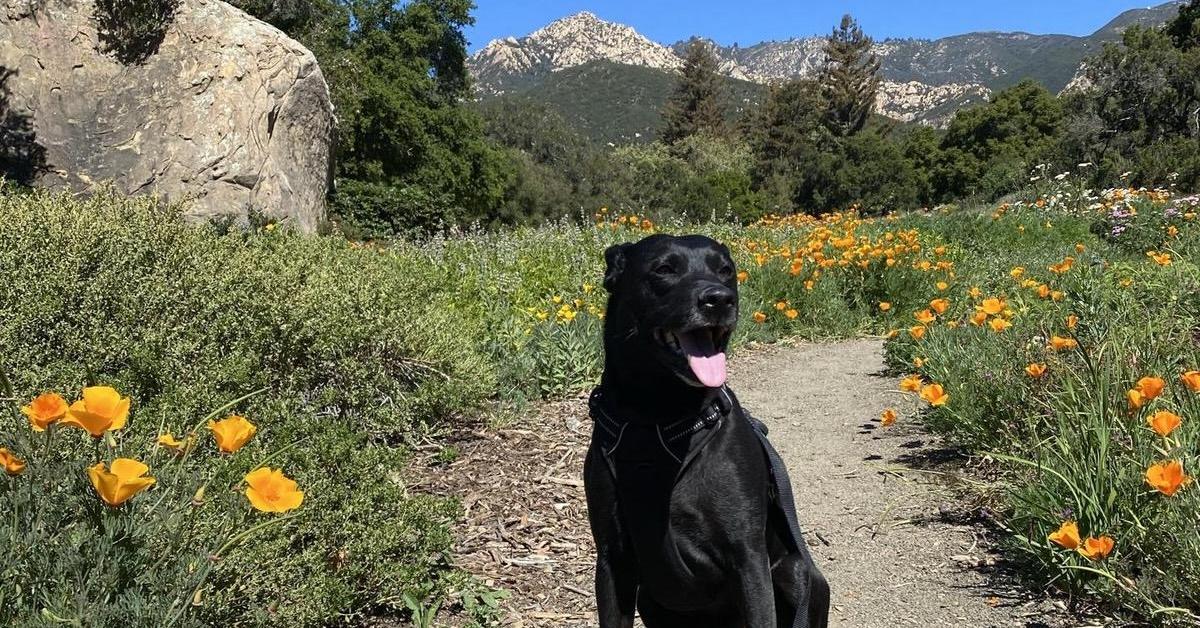 A Weekend in Dog-Friendly Santa Barbara