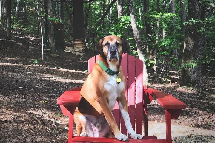 Tennessee's Best Dog-Friendly Airbnbs