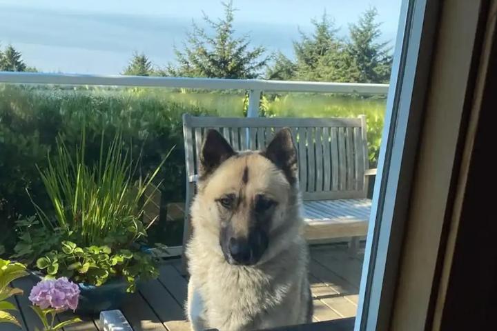 Oregon's Best Dog-Friendly Airbnbs